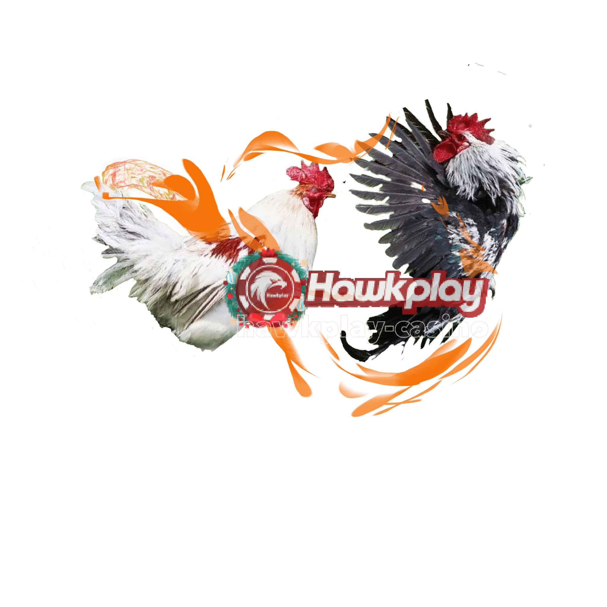 Hawkplay online casino cock fighting